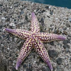 コウイカ狙いで