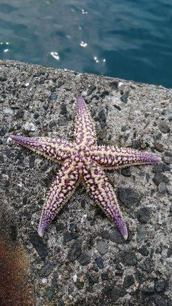 コウイカ狙いで