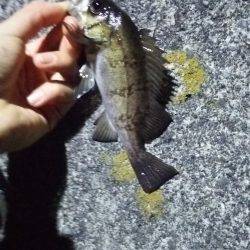 アジは厳しいー