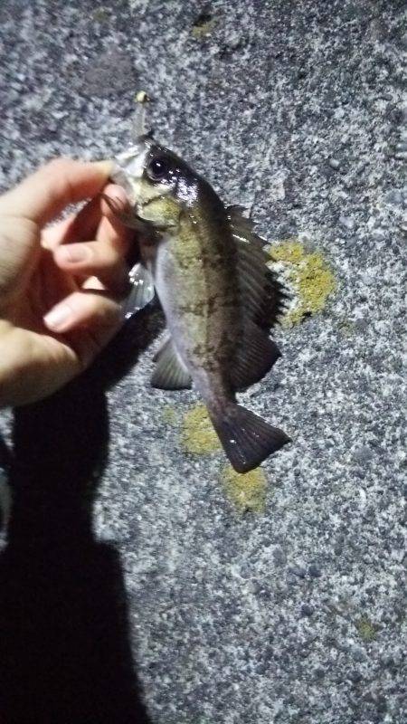 アジは厳しいー