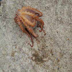 釣り日はいつもタフ候