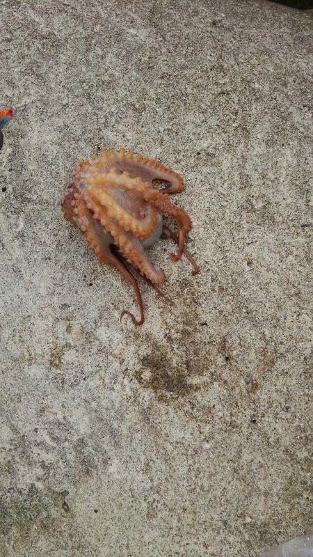 釣り日はいつもタフ候