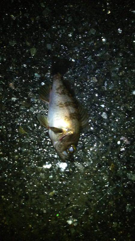 釣りやすい気候