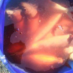 朝からの短時間釣行