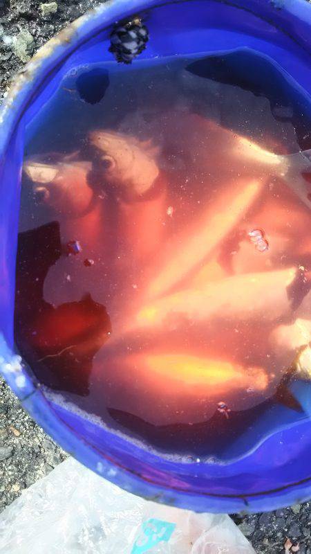 朝からの短時間釣行