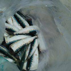 昼のみ短時間釣り