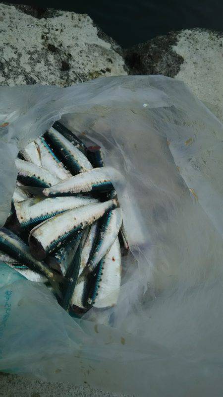 昼のみ短時間釣り