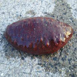 仕事帰りに軽く釣行