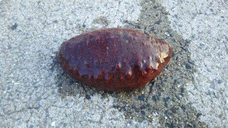 仕事帰りに軽く釣行