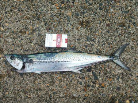 サゴシ釣れました