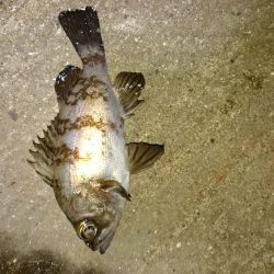 よくなってきたかな？