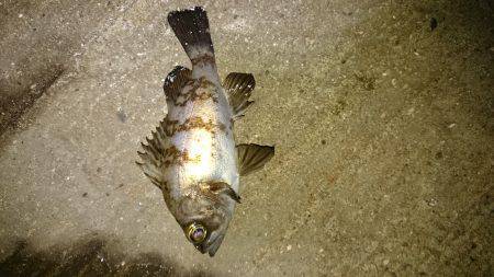 よくなってきたかな？