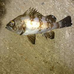 よくなってきたかな？