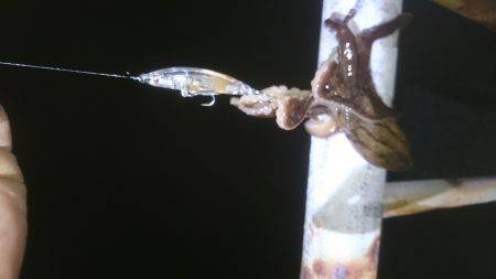 久しぶりの釣り…