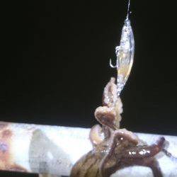 久しぶりの釣り…