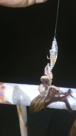 久しぶりの釣り…