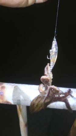 久しぶりの釣り…