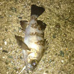 雨にも負けず。