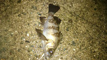 雨にも負けず。