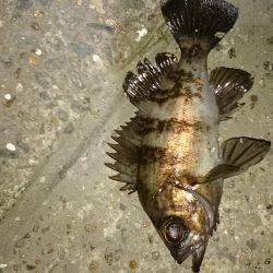 安心してください。成長してますよ。