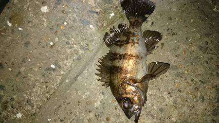 安心してください。成長してますよ。