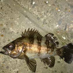 安心してください。成長してますよ。