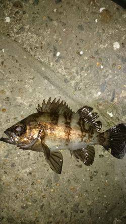 安心してください。成長してますよ。