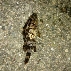 メバルが居ない。