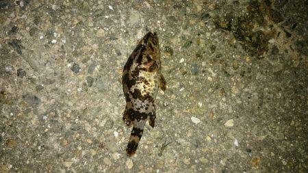 メバルが居ない。