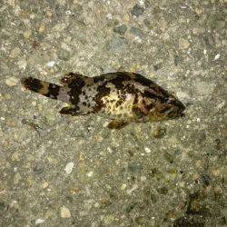 メバルが居ない。