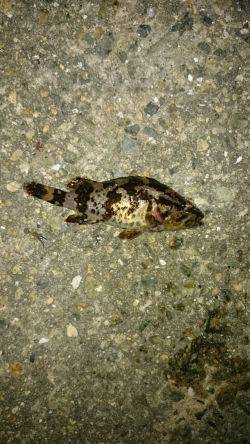 メバルが居ない。