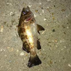 メバルは居ないのか！