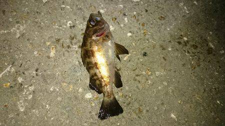 メバルは居ないのか！