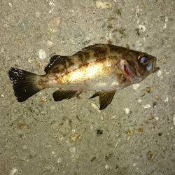 メバルは居ないのか！