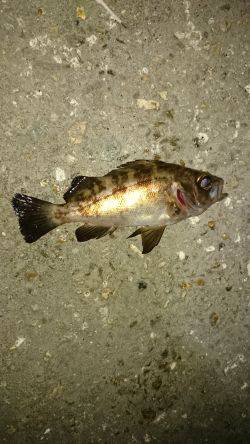 メバルは居ないのか！