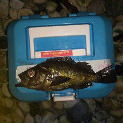 メバルは、もおひといき!