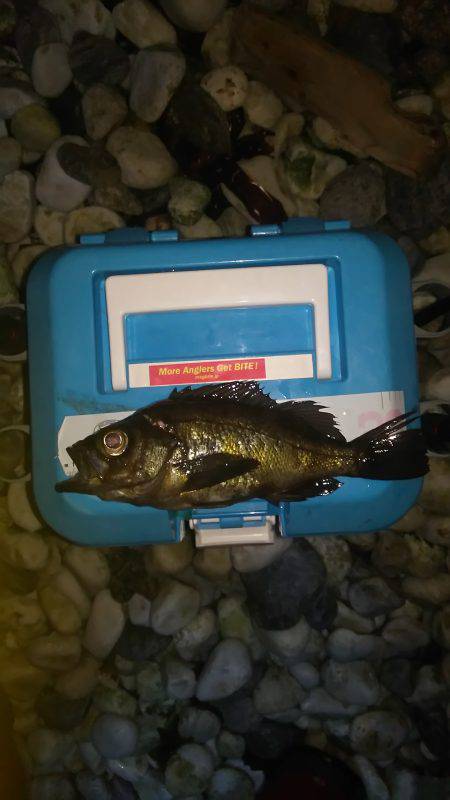 メバルは、もおひといき！