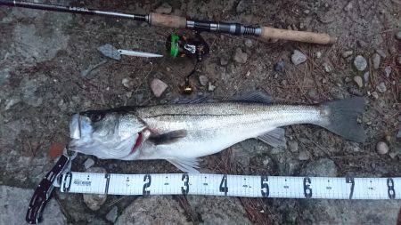 2016　初シーバス