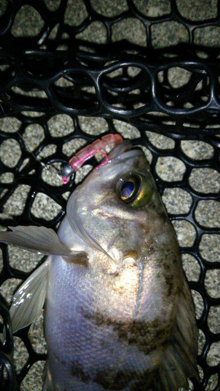 淡路島でメバるも惨敗