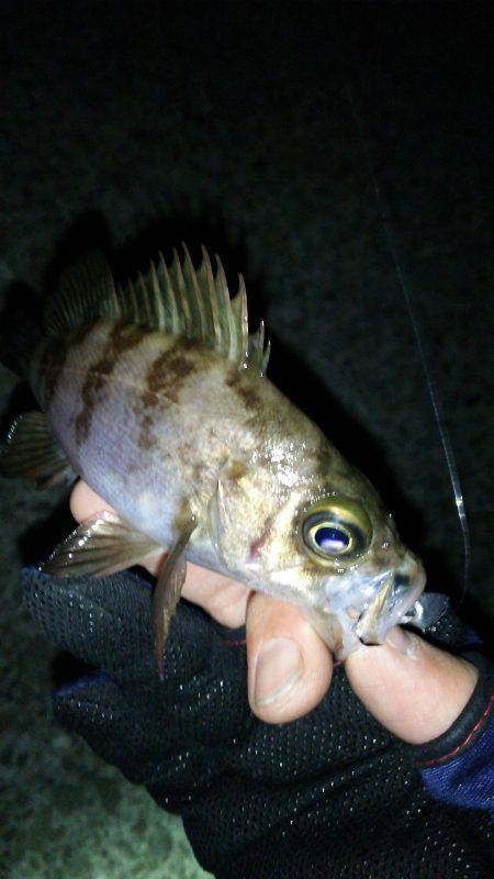 短時間メバリング