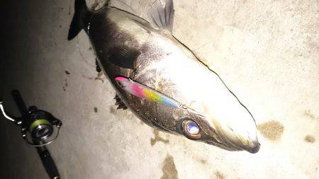 マイクロシーバス