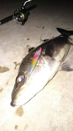 マイクロシーバス