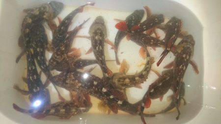 ガシリング大漁