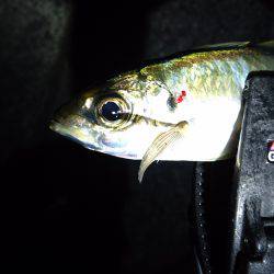 ちょっとアジング