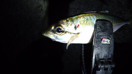 ちょっとアジング