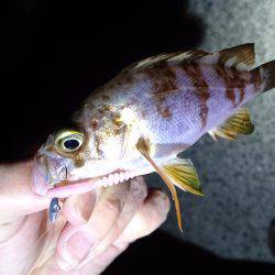 アジングが。メバリングに。