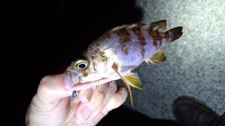 アジングが。メバリングに。