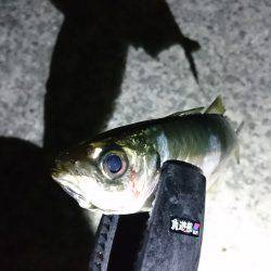 ちょっとアジング