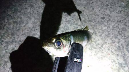 ちょっとアジング