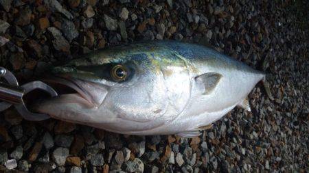 地磯、ルアー釣り